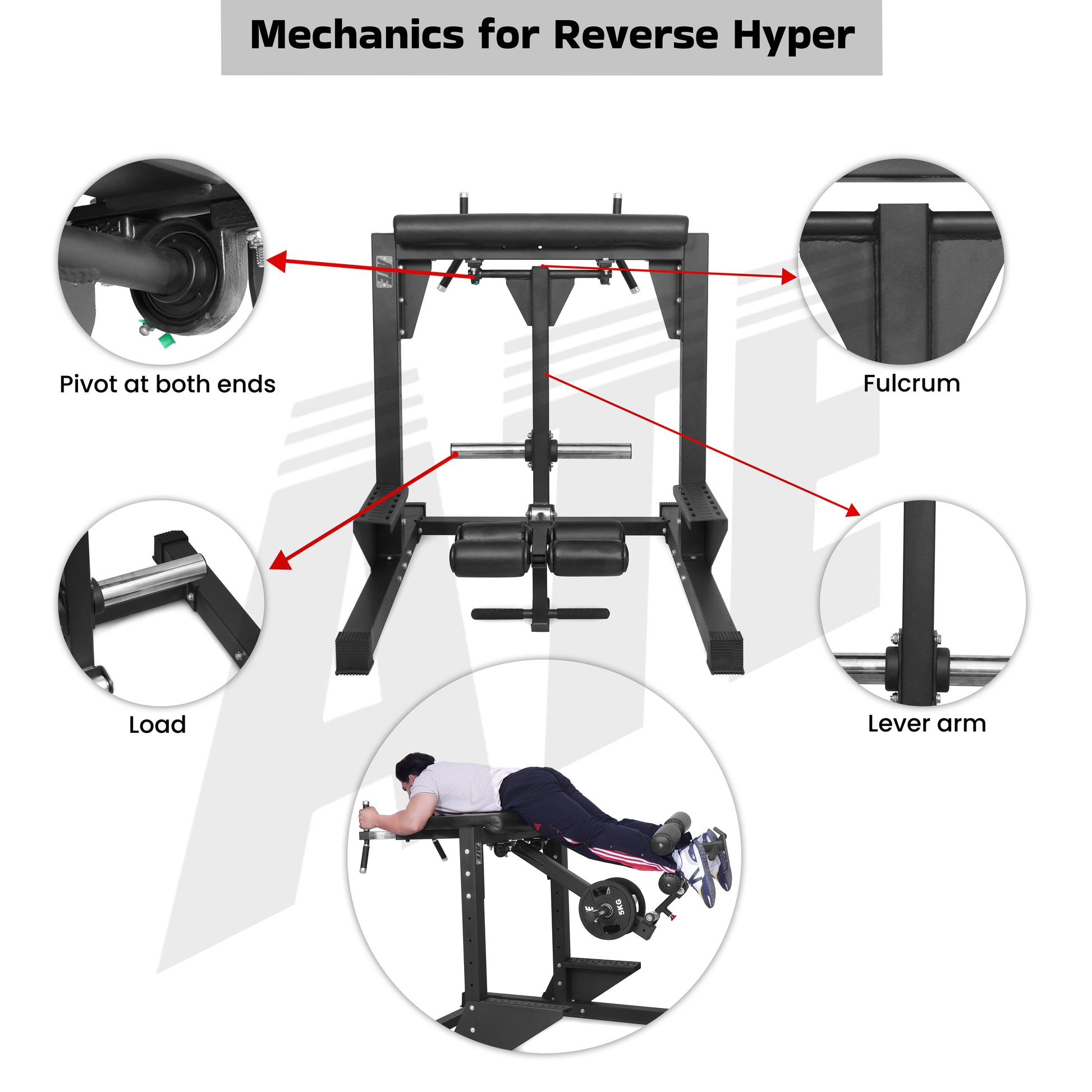 Reverse Hyperextension Machine